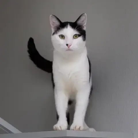 Niblet