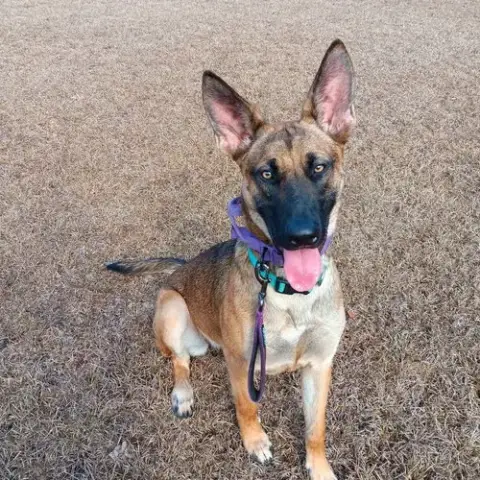 Delta