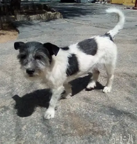 Gogo photo 2