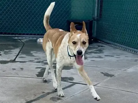 Koda