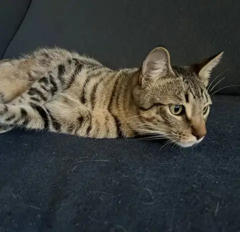 Jasper #Car-Stowaway photo 3