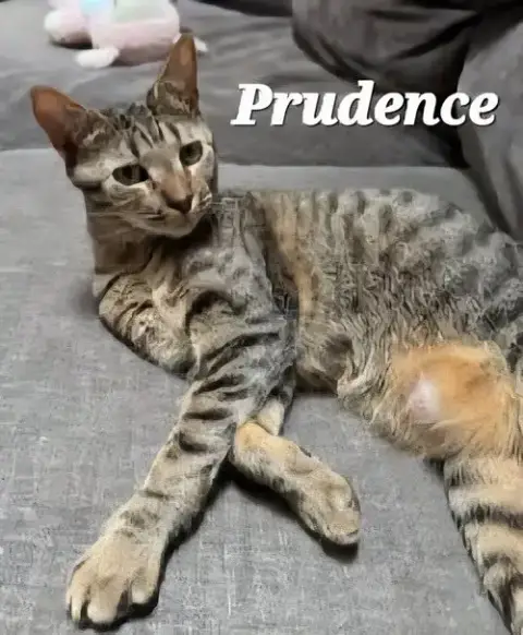 Prudence
