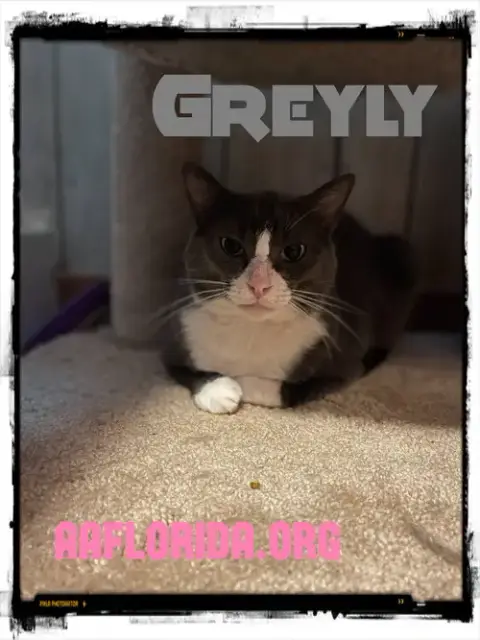 Greyly photo 2