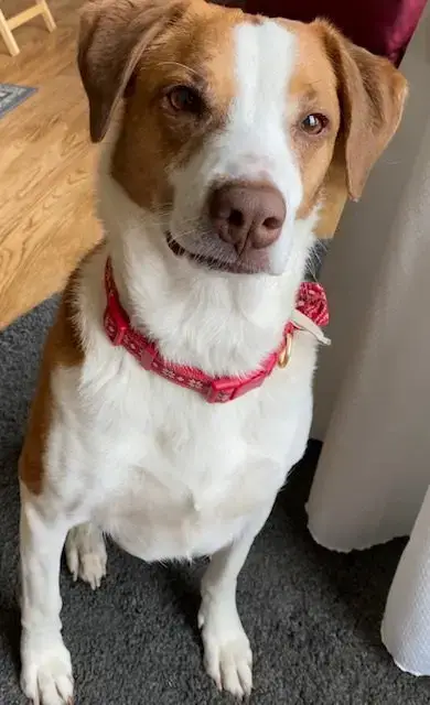 Bella