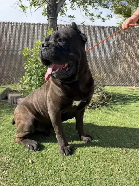 Ozzy 2 photo 3