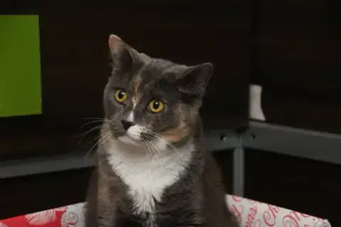 Mango photo 2