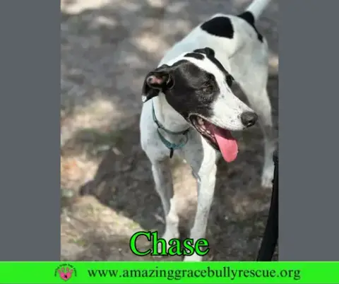 Chase photo 4