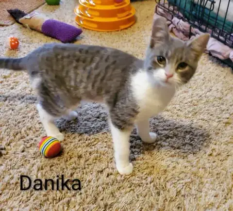 Danika photo 4