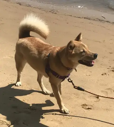 Moxie photo 5