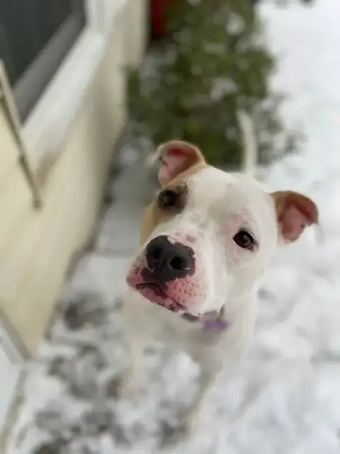 Piper photo 2