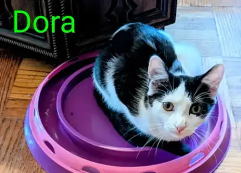 Kitten Darling Dora photo 3