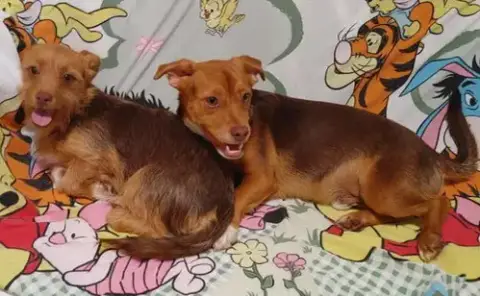 Cimba Needs To Go With Nala photo 3
