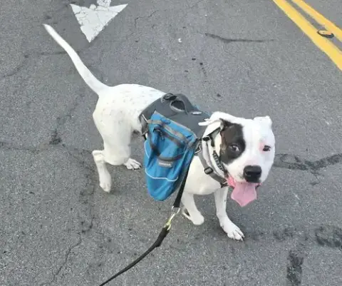 Tyson photo 5