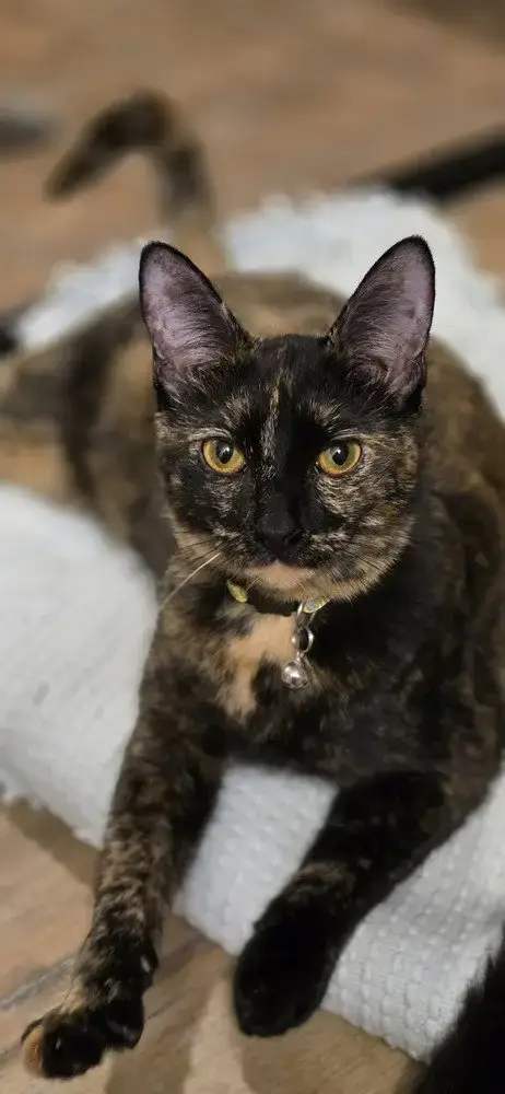 Tiny