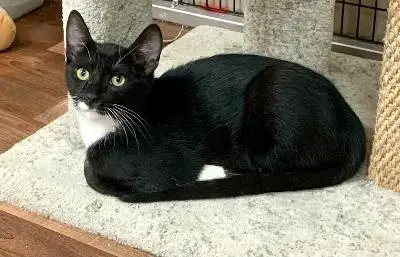 Rufus