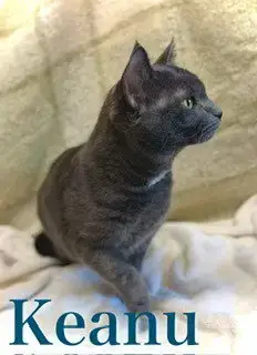 Keanu
