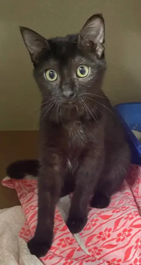 Luna photo 2