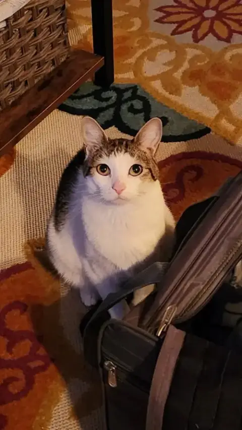 Mittens photo 4