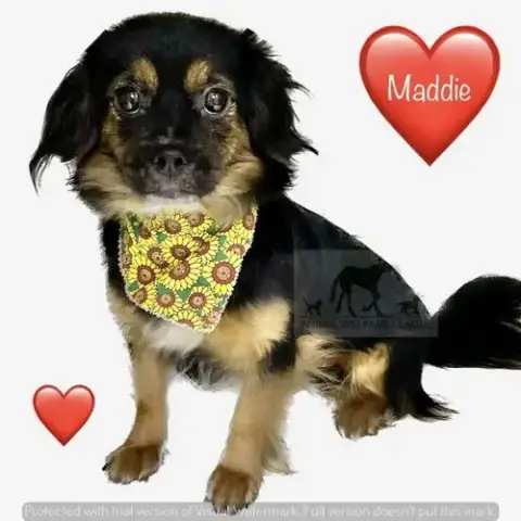 Maddie