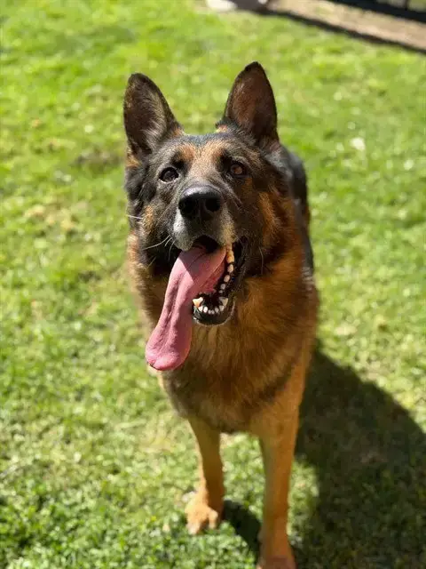 Otis