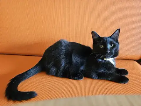 Niles photo 2