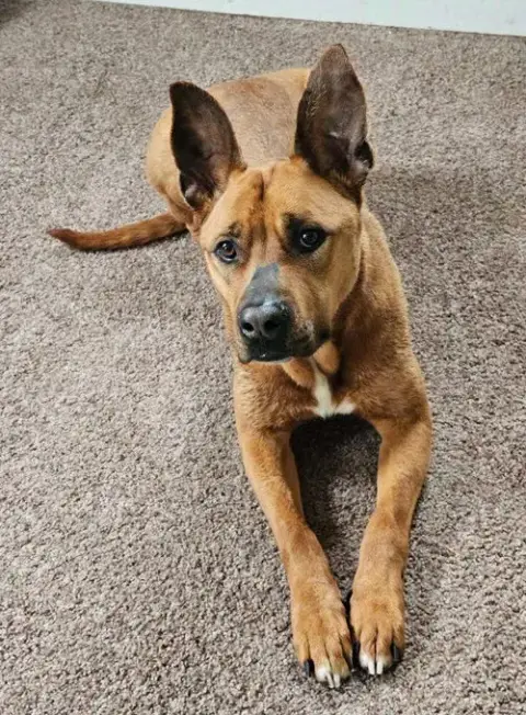 Scooby photo 4