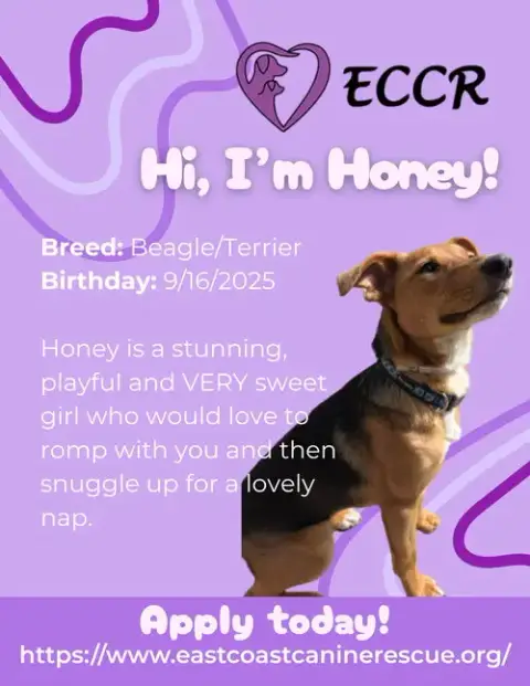 Honey photo 3