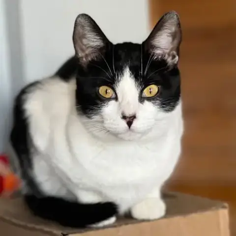 Miss Maple