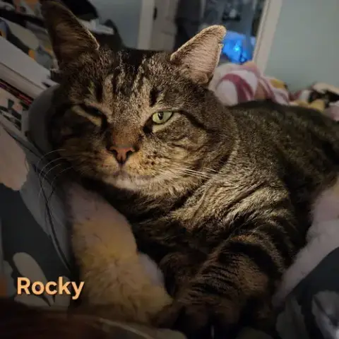 Rocky photo 2