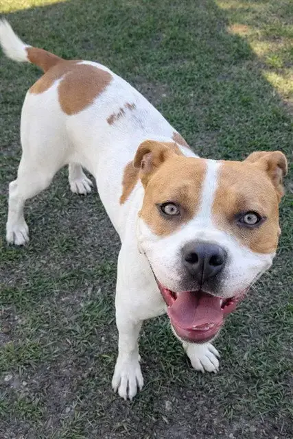 Pete