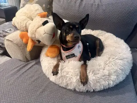 Poppy photo 3