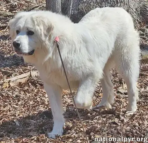 Gus In Nj photo 3