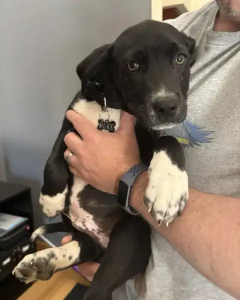 Duke