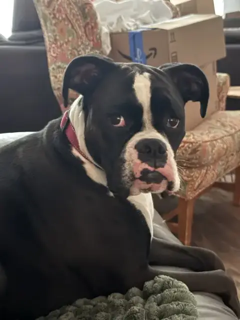Jojo