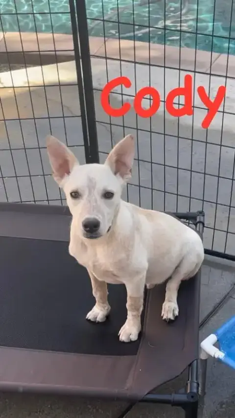 Cody photo 5