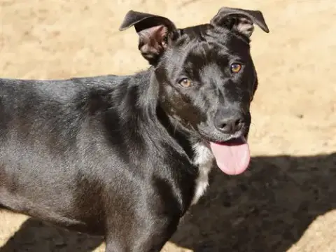 Ellie