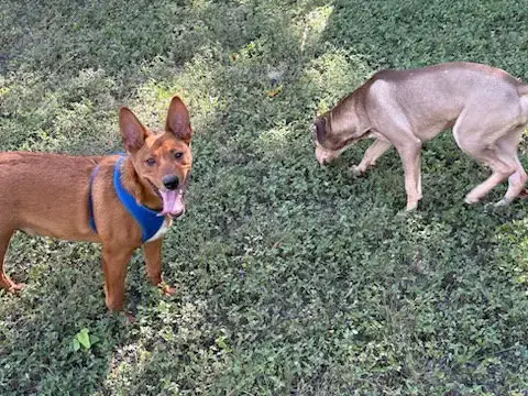 Bruno photo 3
