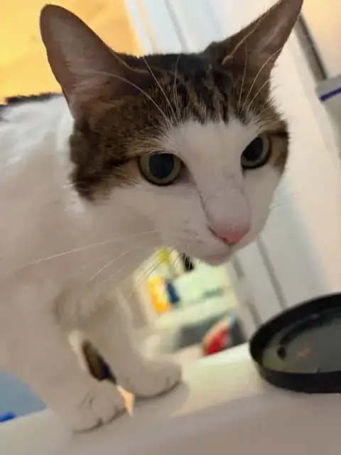 Happy Center Foster