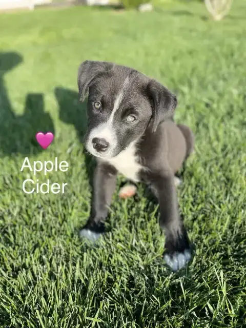 Apple Cider