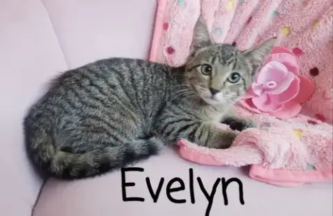 Evelyn