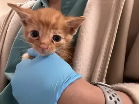 Wazowski