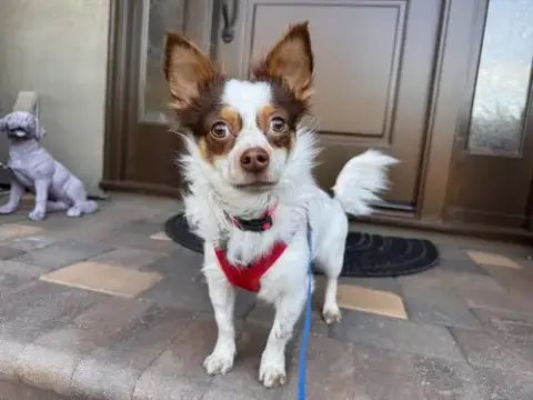 Gizmo