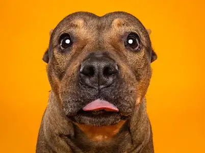Chula