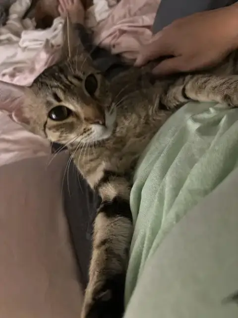 Pretty Girl