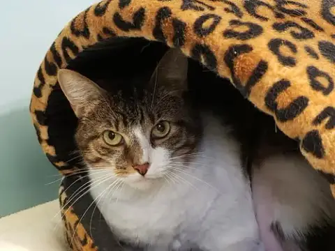 Fair The Anti-Cat Cat photo 5