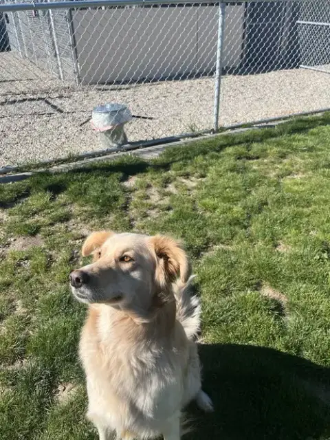 Adoption Pending photo 4