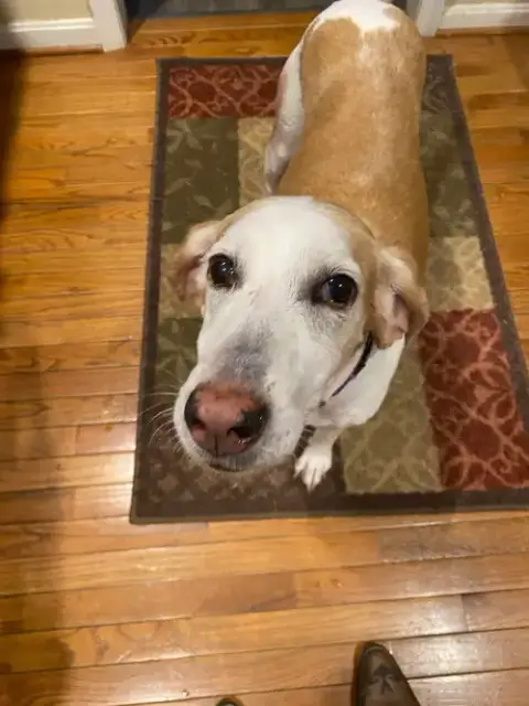 Kacey