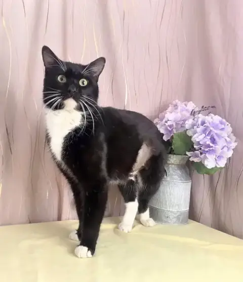 Elvis