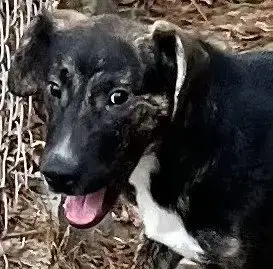 Taz