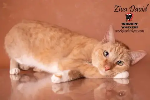 Ziva David